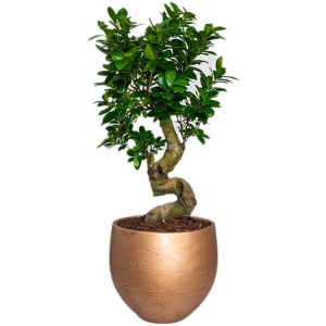 Μεγάλο bonsai ζικ ζακ σε χρυσή γλάστρα